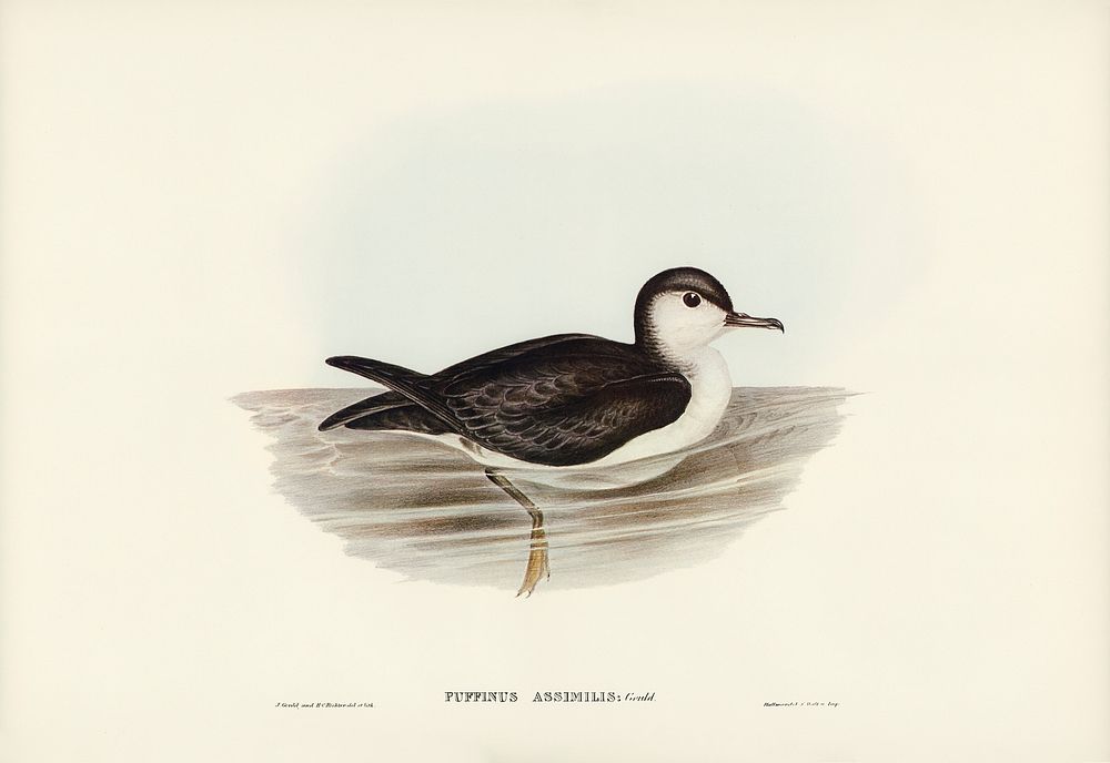 Allied Petrel (Puffinus assimilis) illustrated by Elizabeth Gould (1804&ndash;1841) for John Gould&rsquo;s (1804-1881) Birds…