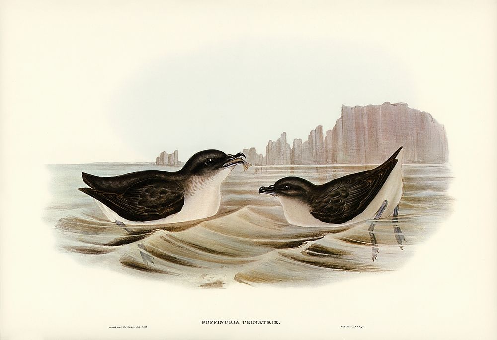 Diving Petrel (Puffinuria Urinatrix) illustrated by Elizabeth Gould (1804&ndash;1841) for John Gould&rsquo;s (1804-1881)…