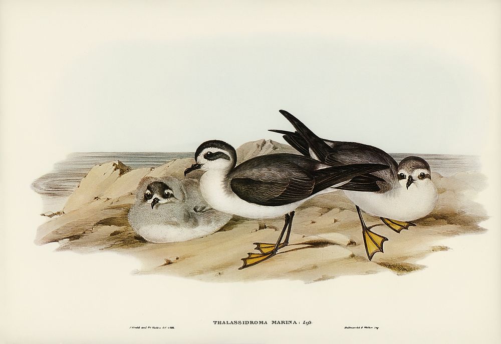 White-faced Storm Petrel (Thalassidroma marina) illustrated by Elizabeth Gould (1804&ndash;1841) for John Gould&rsquo;s…