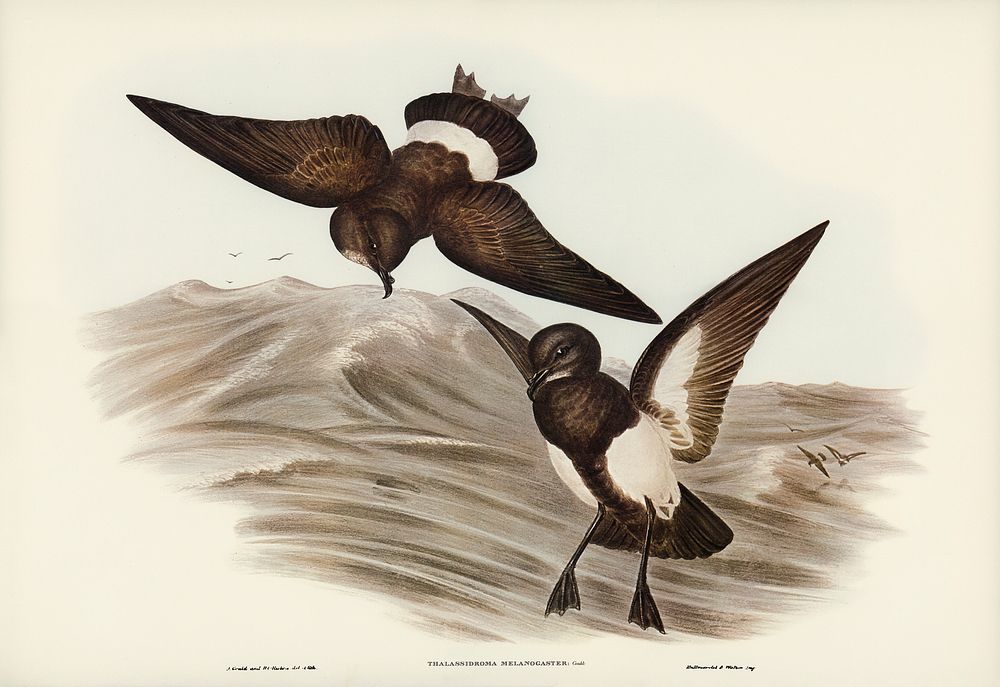 Black-bellied Storm Petrel (Thalassidroma melanogaster) illustrated by Elizabeth Gould (1804&ndash;1841) for John…