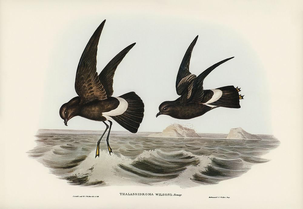 Wilson's Storm Petrel (Thalassidroma Wilsonii) illustrated by Elizabeth Gould (1804&ndash;1841) for John Gould&rsquo;s (1804…