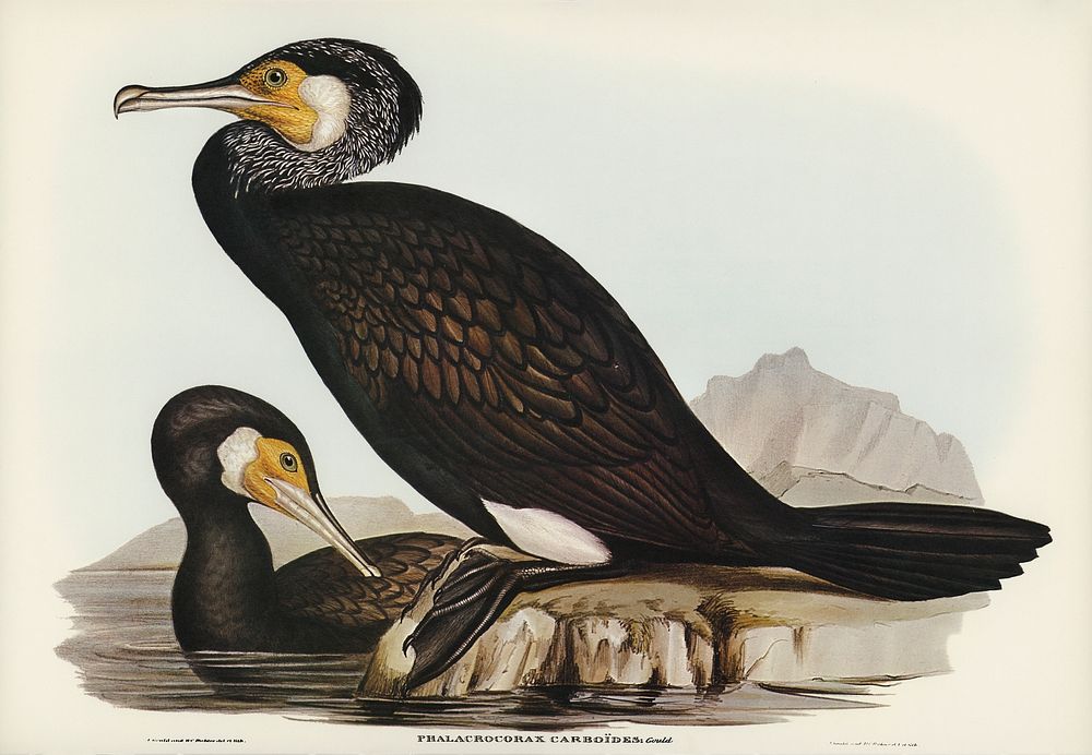 Australian Cormorant (Phalacrocorax Carboides) illustrated by Elizabeth Gould (1804&ndash;1841) for John Gould&rsquo;s (1804…