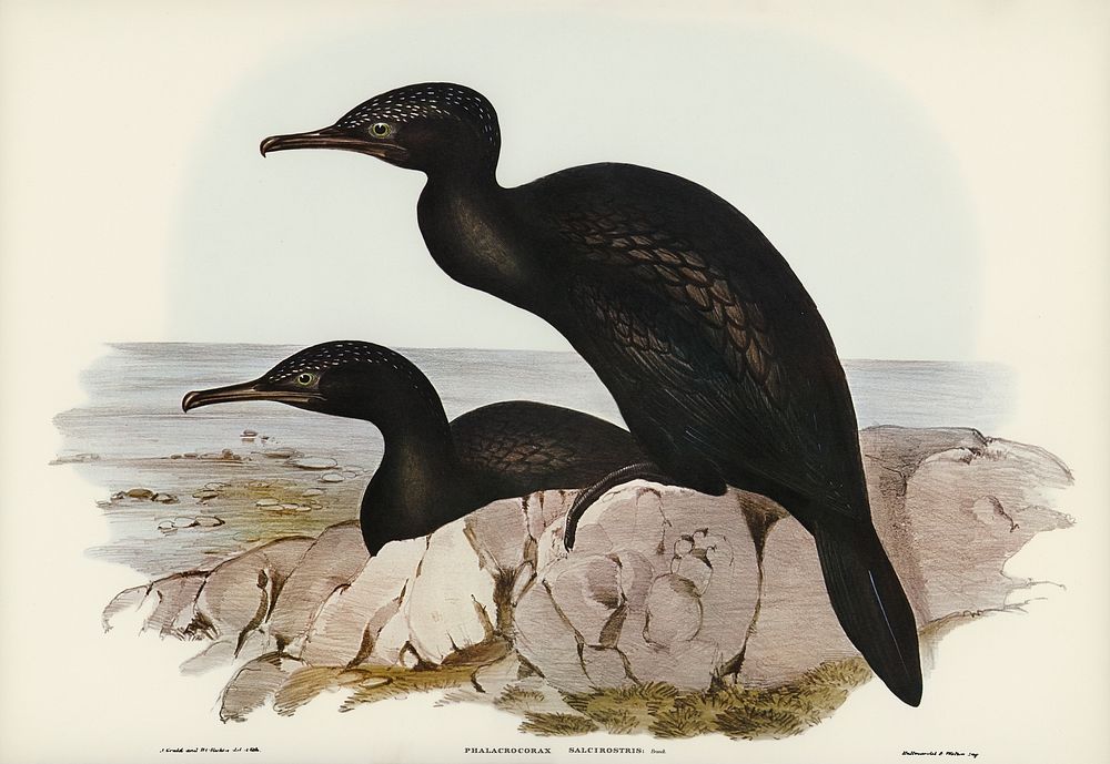 Groove-billed Cormorant (Phalacrocorax sulcirostris) illustrated by Elizabeth Gould (1804&ndash;1841) for John Gould&rsquo;s…