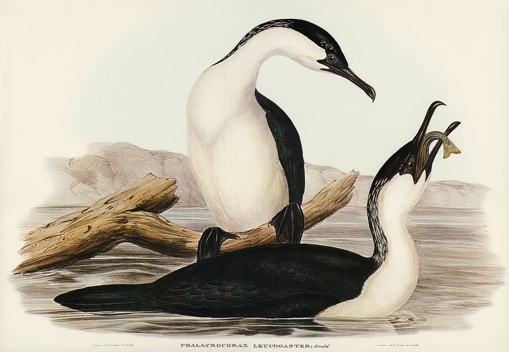 White-breasted Cormorant (Phalacrocorax leucogaster) illustrated by Elizabeth Gould (1804&ndash;1841) for John Gould&rsquo;s…