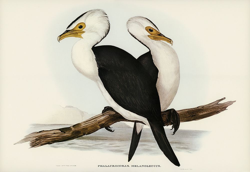 Little pied cormorant (Phalacrocorax melanoleucus) illustrated by Elizabeth Gould (1804&ndash;1841) for John Gould&rsquo;s…