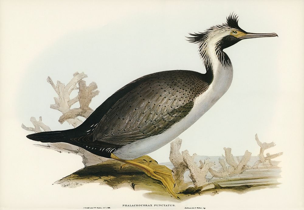 Spotted Cormorant (Phalacrocorax punctatus) illustrated by Elizabeth Gould (1804&ndash;1841) for John Gould&rsquo;s (1804…