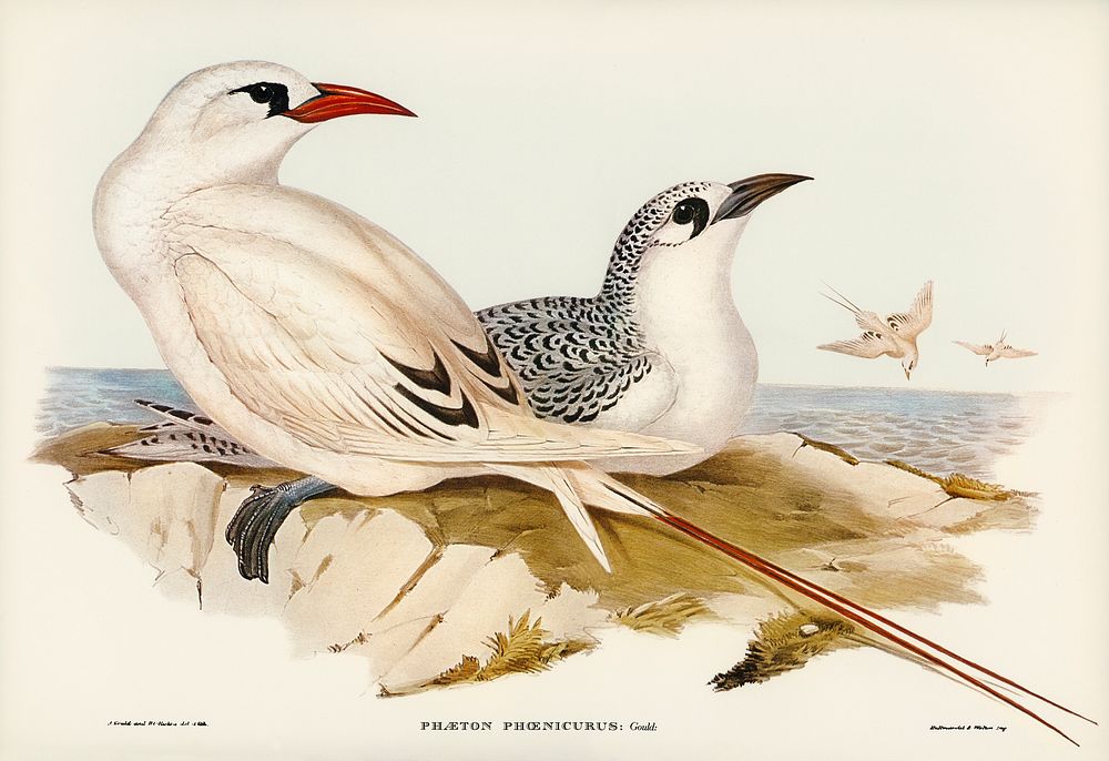 Red-tailed Tropic Bird (Phaeton phoenicurus)illustrated by Elizabeth Gould (1804&ndash;1841) for John Gould&rsquo;s (1804…