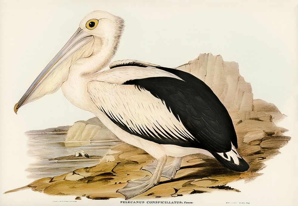 Australian Pelican (Pelecanus conspicillatus) illustrated by Elizabeth Gould (1804&ndash;1841) for John Gould&rsquo;s (1804…