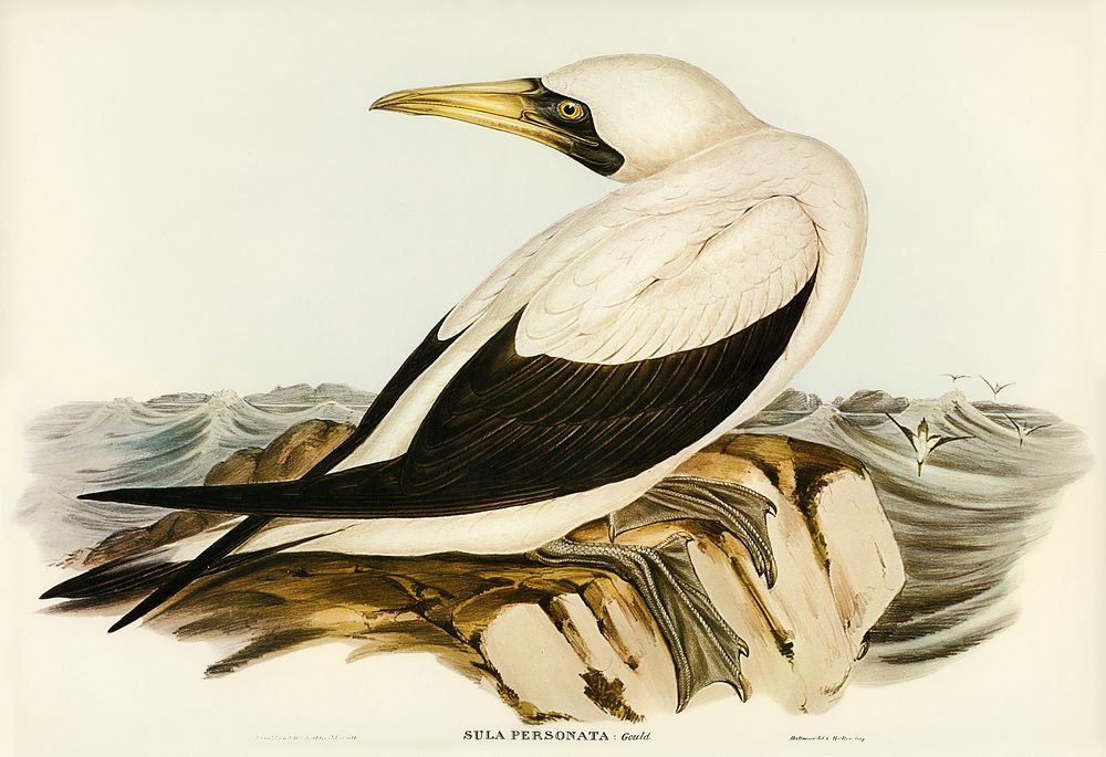 Masked Gannet (Sula personata) illustrated by Elizabeth Gould (1804&ndash;1841) for John Gould&rsquo;s (1804-1881) Birds of…