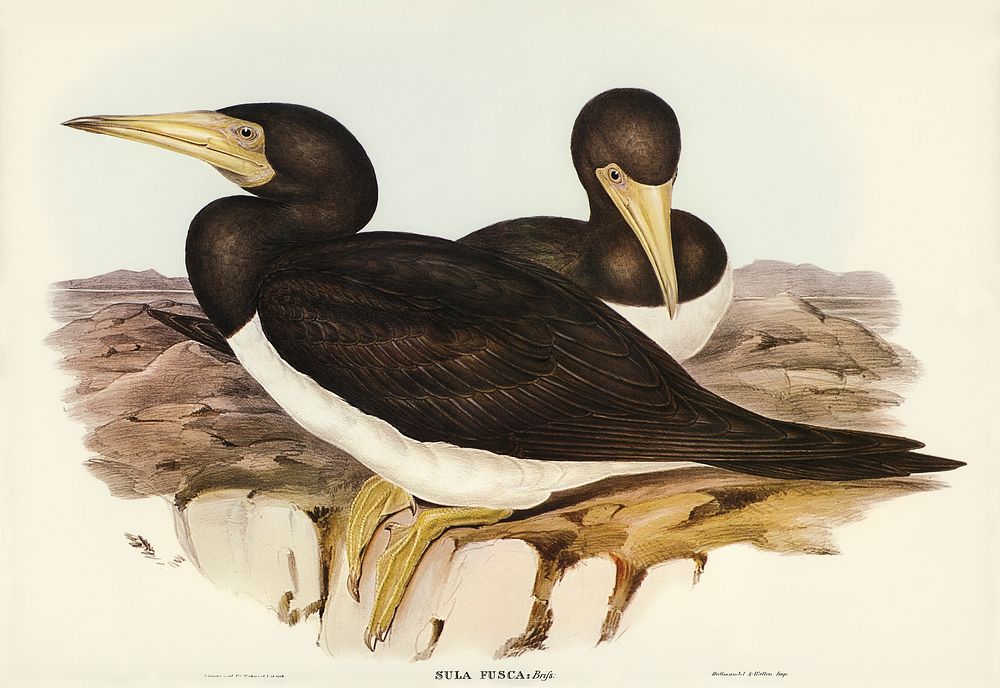 Brown Gannet (Sula fusca) illustrated by Elizabeth Gould (1804&ndash;1841) for John Gould&rsquo;s (1804-1881) Birds of…