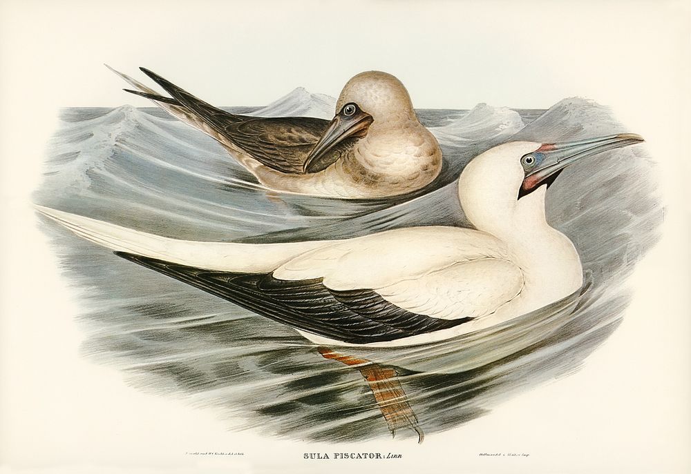 Red-legged Gannet (Sula piscator) illustrated by Elizabeth Gould (1804&ndash;1841) for John Gould&rsquo;s (1804-1881) Birds…
