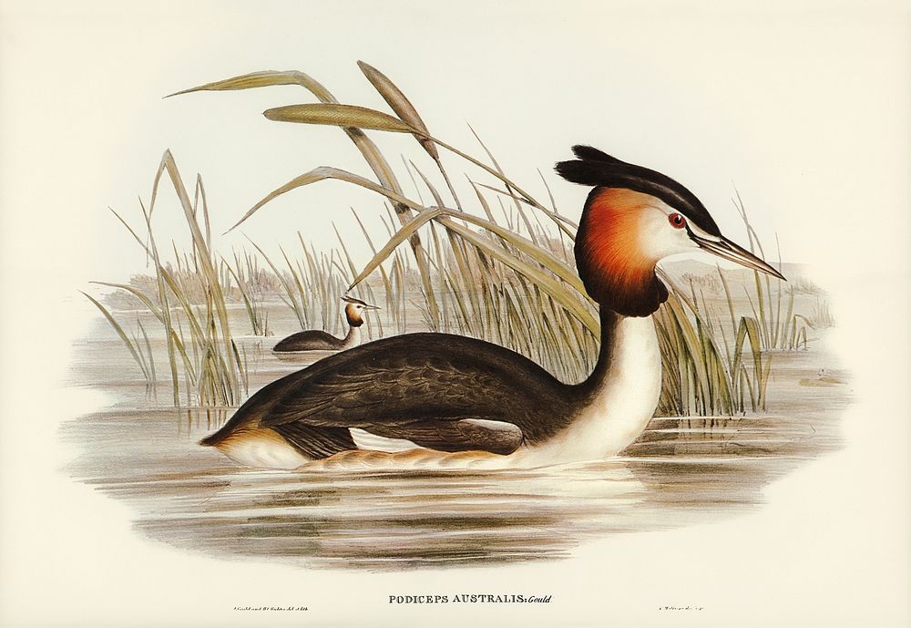 Australian Tippet Grabe (Podiceps Australis) illustrated by Elizabeth Gould (1804&ndash;1841) for John Gould&rsquo;s (1804…