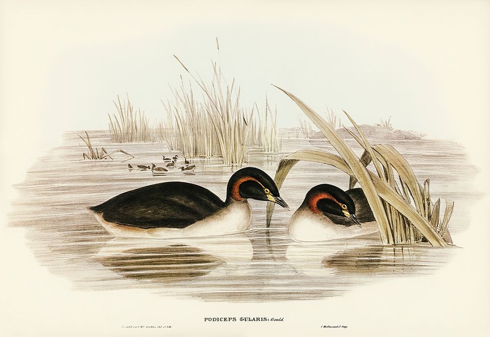Black-throated Grabe (Podiceps gularis) illustrated by Elizabeth Gould (1804&ndash;1841) for John Gould&rsquo;s (1804-1881)…
