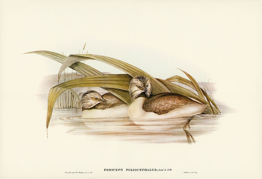 Hoary-headed Grebe (Podiceps poliocephalus) illustrated by Elizabeth Gould (1804–1841) for John Gould’s (1804-1881) Birds of…