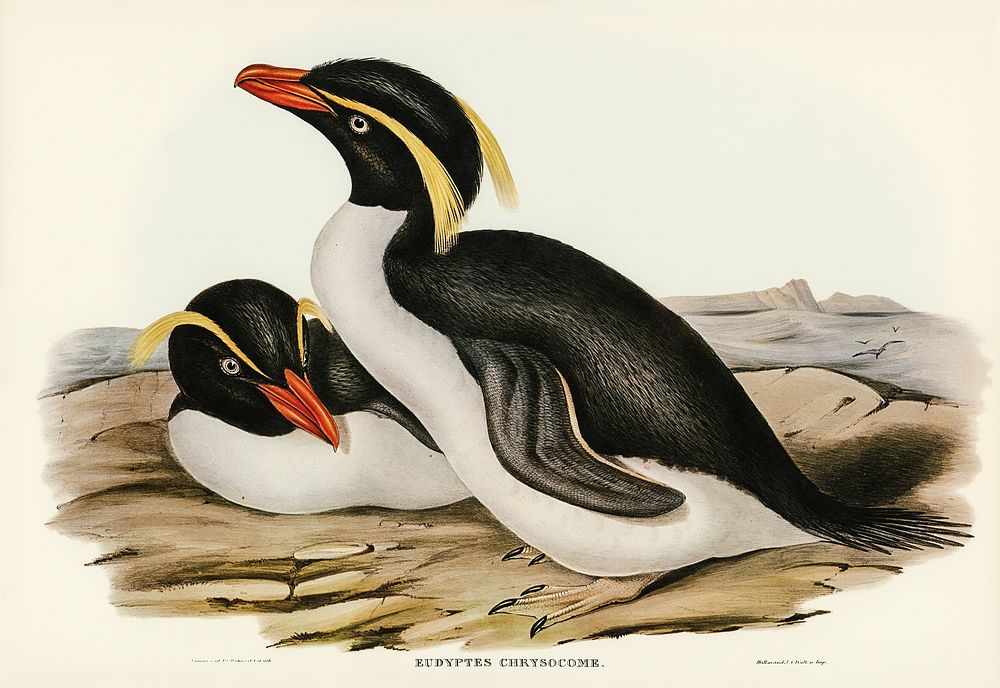 Crested Penguin (Eudyptes chrysocome) illustrated by Elizabeth Gould (1804&ndash;1841) for John Gould&rsquo;s (1804-1881)…
