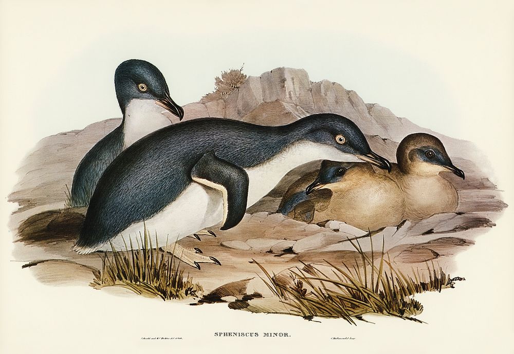 Little Penguin (Spheniscus minor) illustrated by Elizabeth Gould (1804&ndash;1841) for John Gould&rsquo;s (1804-1881) Birds…