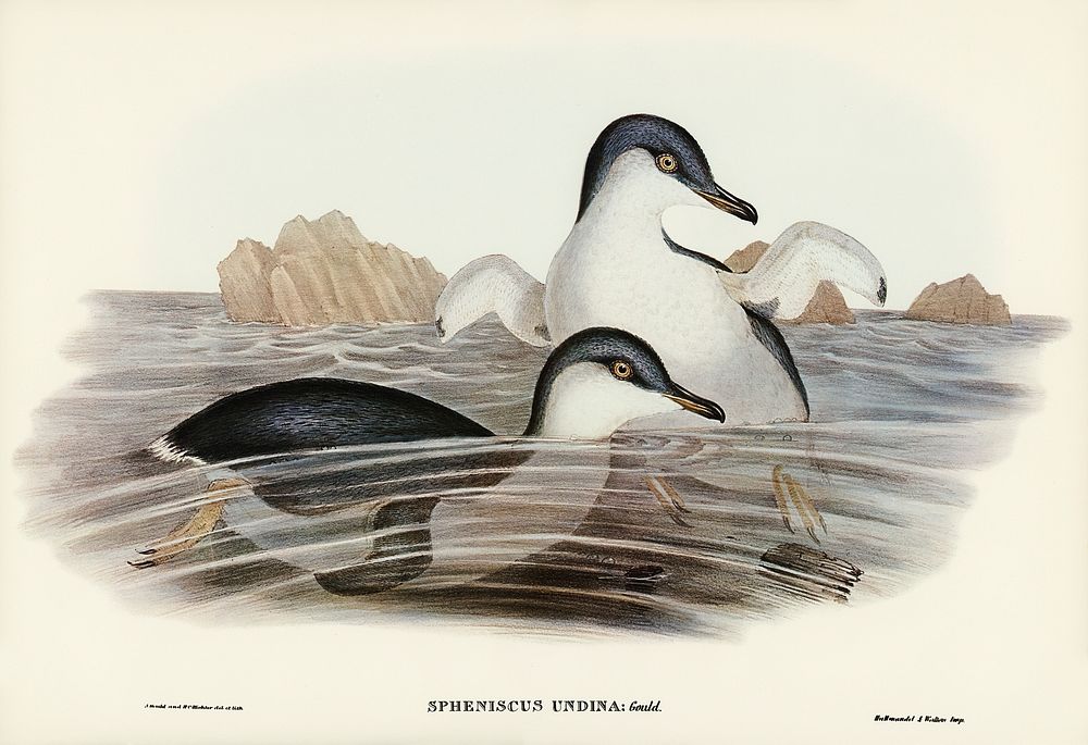 Fairy Penguin (Spheniscus undina) illustrated by Elizabeth Gould (1804&ndash;1841) for John Gould&rsquo;s (1804-1881) Birds…