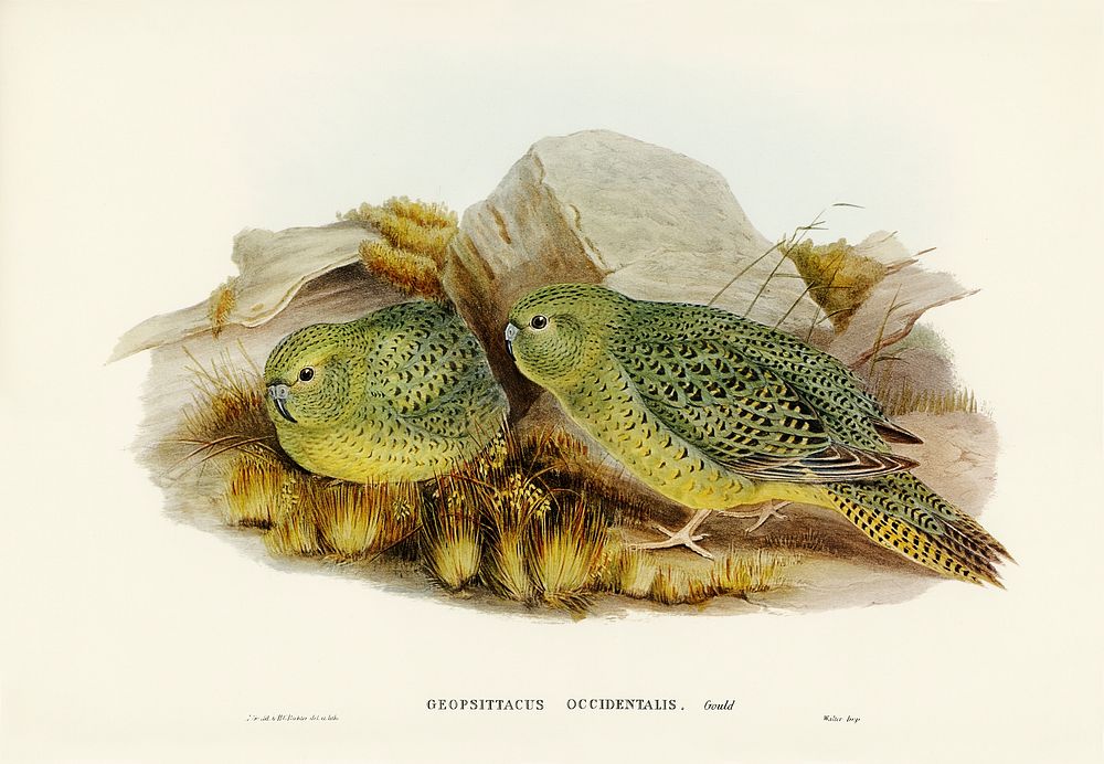Nocturnal Ground-Parakeet (Geopsittacus occidentalis) illustrated by Elizabeth Gould (1804&ndash;1841) for John…