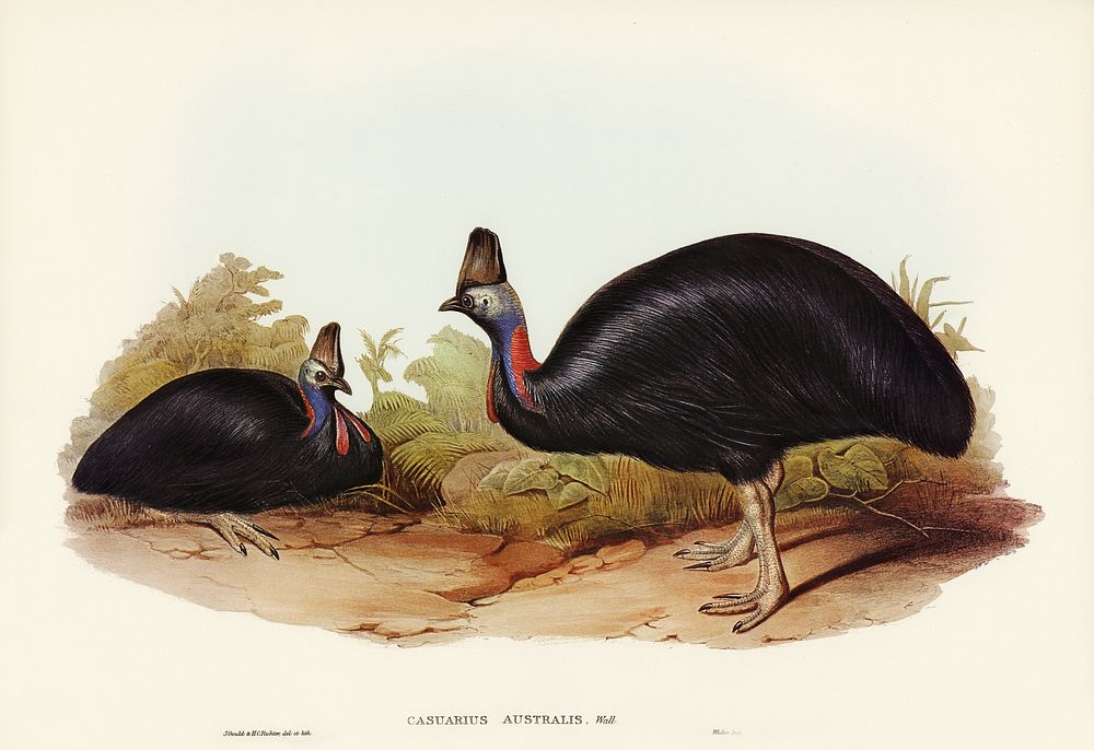Australian Cassowary (Casuarius australis) illustrated by Elizabeth Gould (1804&ndash;1841) for John Gould&rsquo;s (1804…