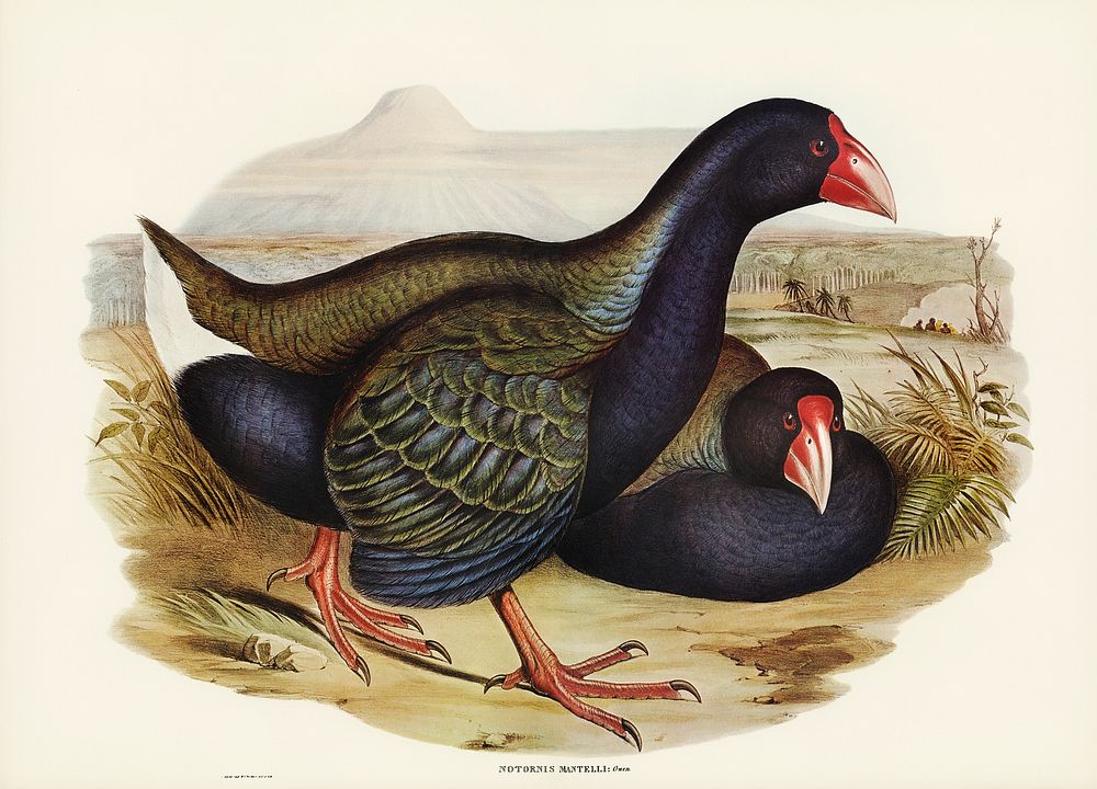 Notornis (Notornix Mantelli) illustrated by Elizabeth Gould (1804&ndash;1841) for John Gould&rsquo;s (1804-1881) Birds of…