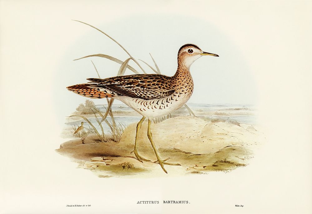 Bartram's Sandpiper (Actiturus Bartramius) illustrated by Elizabeth Gould (1804&ndash;1841) for John Gould&rsquo;s (1804…
