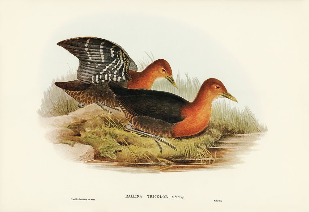 Red-necked Rail (Rallina tricolor) illustrated by Elizabeth Gould (1804&ndash;1841) for John Gould&rsquo;s (1804-1881) Birds…