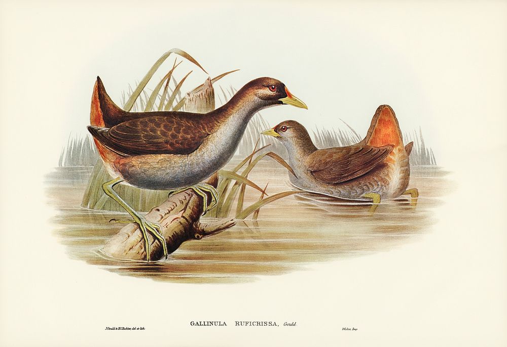 Rufous-vented Gallinule (Gallinula ruficrissa) illustrated by Elizabeth Gould (1804&ndash;1841) for John Gould&rsquo;s (1804…