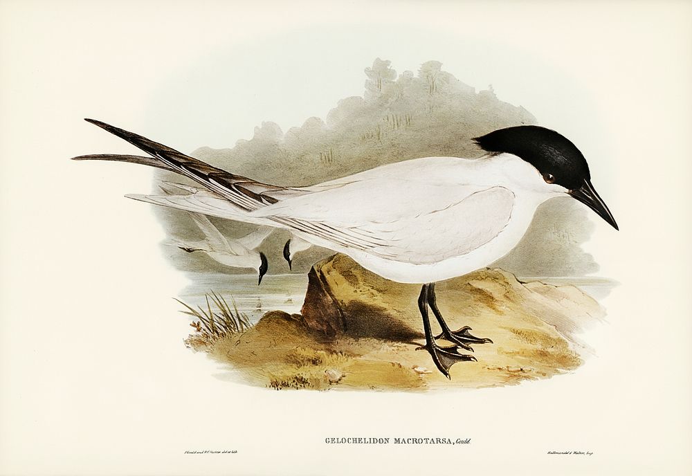 Great-footed Tern (Gelochelidon macrotarsa) illustrated by Elizabeth Gould (1804&ndash;1841) for John Gould&rsquo;s (1804…