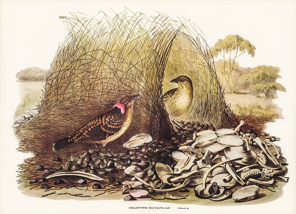 Spotted Bower Bird (Chlamydera maculata) illustrated by Elizabeth Gould (1804&ndash;1841) for John Gould&rsquo;s (1804-1881)…
