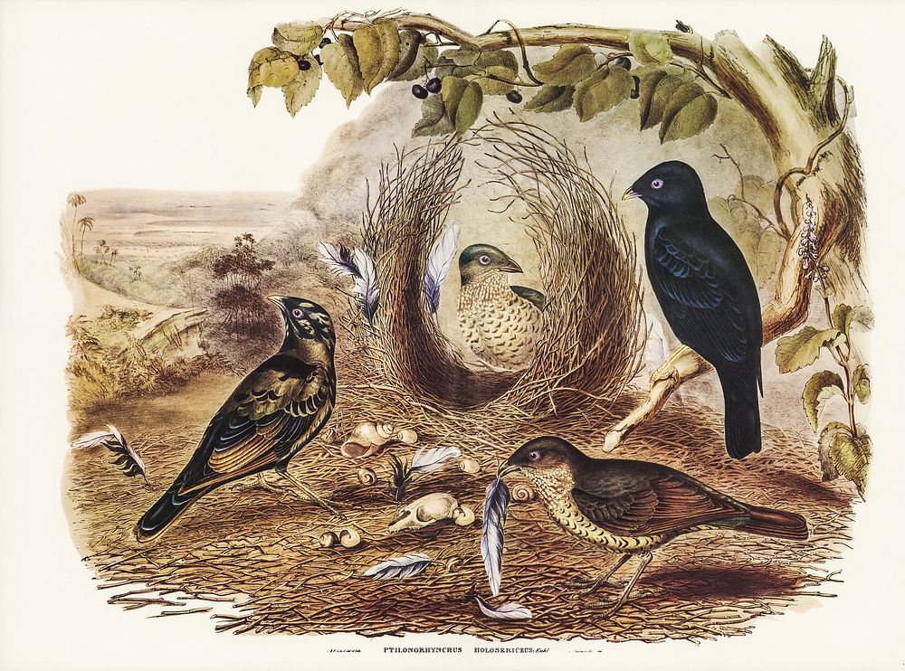 Satin Bower Bird (Ptilonorhynchus holossericeus) illustrated by Elizabeth Gould (1804&ndash;1841) for John Gould&rsquo;s…
