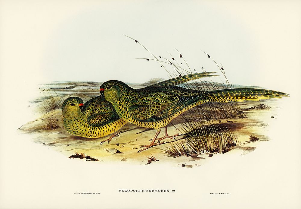 Ground Parakeet (Pezoporus formosus) illustrated by Elizabeth Gould (1804&ndash;1841) for John Gould&rsquo;s (1804-1881)…