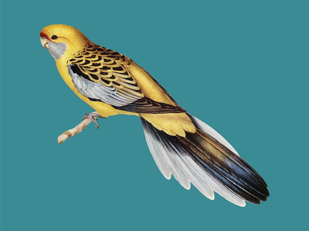 Yellow-rumped Parakeet illustration