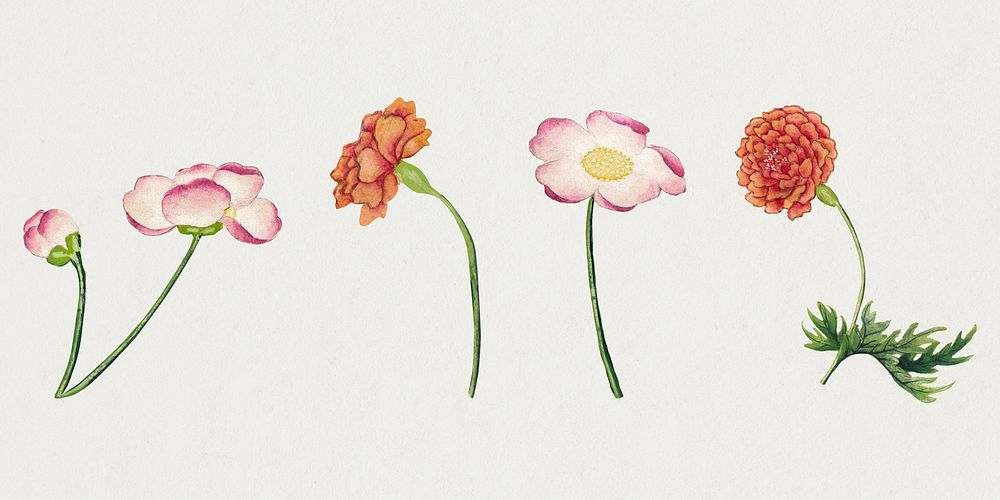 Vintage flower psd mallow and peony set, remix from artworks by Zhang Ruoai