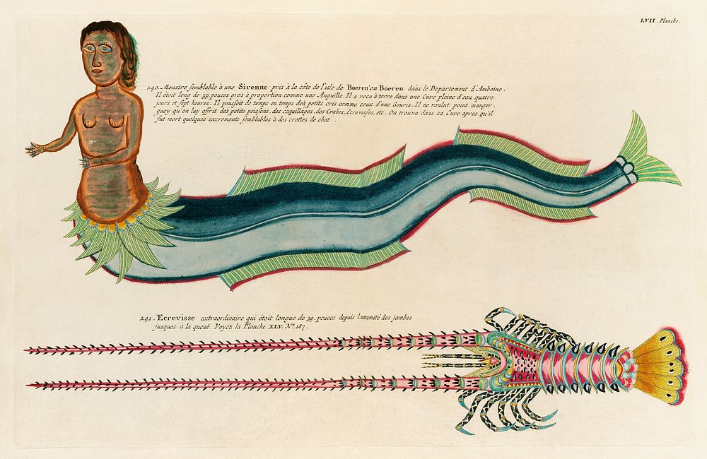 Illustrations of a siren and lobster found in the Moluccas (Indonesia) and the East Indies by Louis Renard (1678 -1746) from…