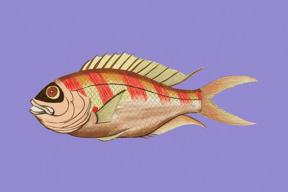 Vintage fish sticker, aquatic animal illustration psd, remix from the artwork of Louis Renard