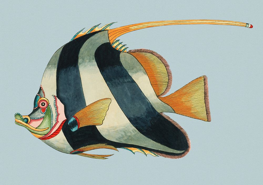 Vintage Illustration of fish.
