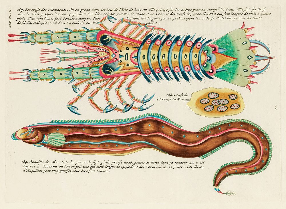 Colourful and surreal illustrations of fish and lobster found in Moluccas (Indonesia) and the East Indies by Louis Renard…