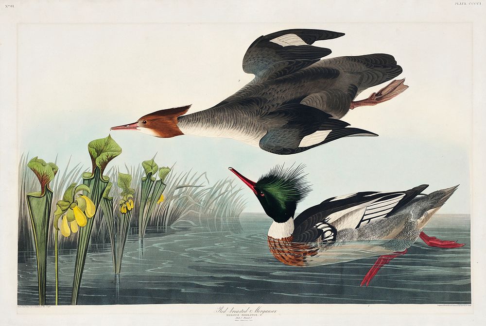 Red-breasted Merganser from Birds of America (1827) by John James Audubon (1785 - 1851), etched by Robert Havell (1793 -…