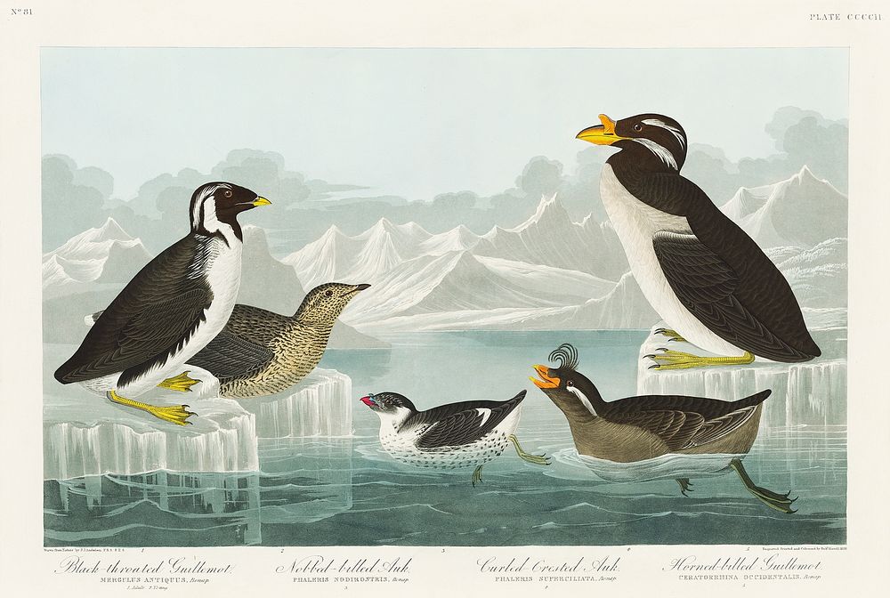 Black-throated Guillemot, Nobbed-billed Auk, Curled-crested Auk and Horned-billed Guillemot from Birds of America (1827) by…