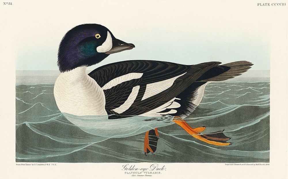 Golden-eye Duck from Birds of America (1827) by John James Audubon (1785 - 1851), etched by Robert Havell (1793 - 1878).…