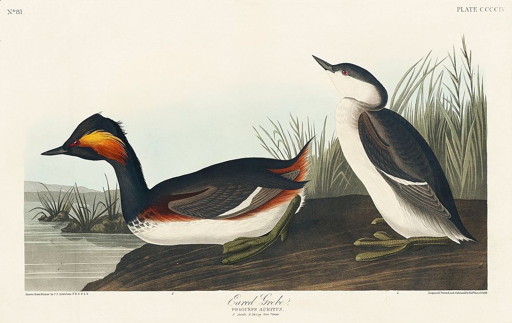 Eared Grebe from Birds of America (1827) by John James Audubon (1785 - 1851), etched by Robert Havell (1793 - 1878).…
