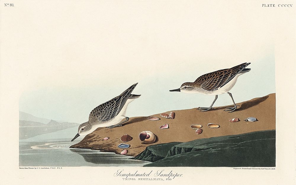 Semipalmated Sandpiper from Birds of America (1827) by John James Audubon (1785 - 1851), etched by Robert Havell (1793 -…
