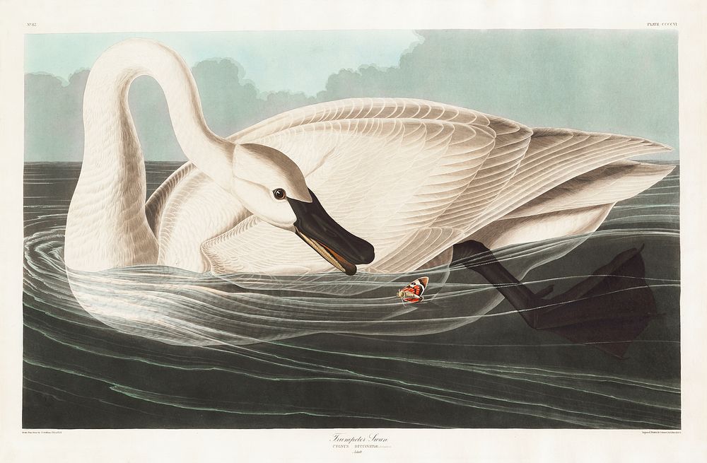 Trumpeter Swan from Birds of America (1827) by John James Audubon (1785 - 1851 ), etched by Robert Havell (1793 - 1878).…