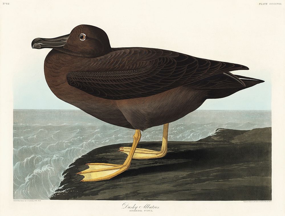 Dusky Albatros from Birds of America (1827) by John James Audubon (1785 - 1851), etched by Robert Havell (1793 - 1878).…