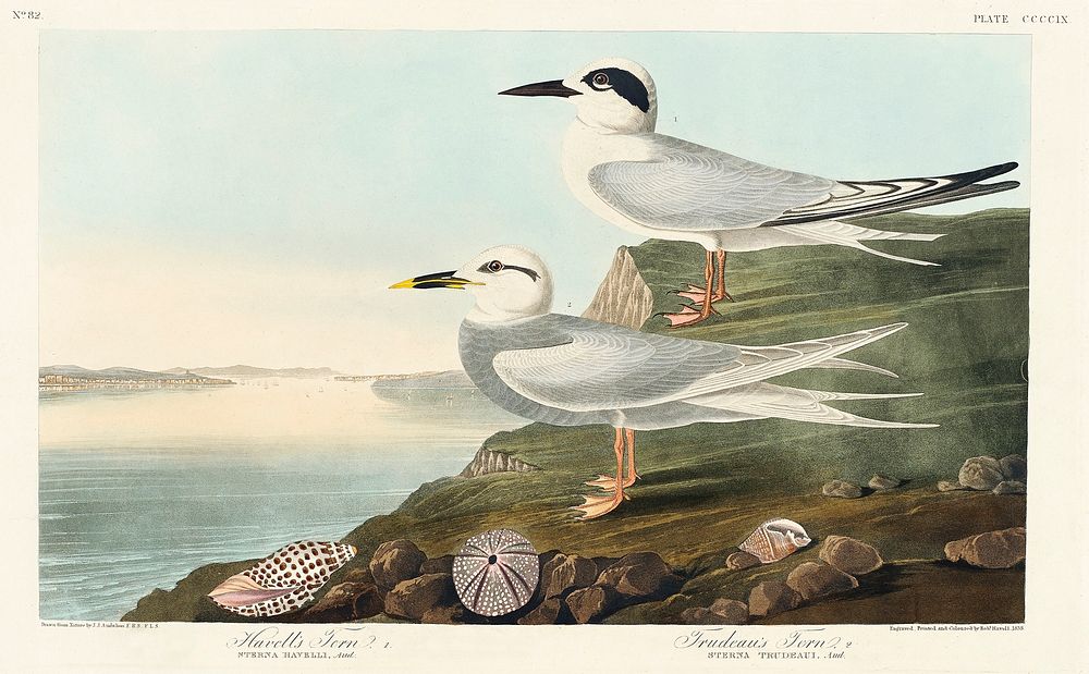 Havell's Tern and Trudeau's Tern from Birds of America (1827) by John James Audubon (1785 - 1851), etched by Robert Havell…