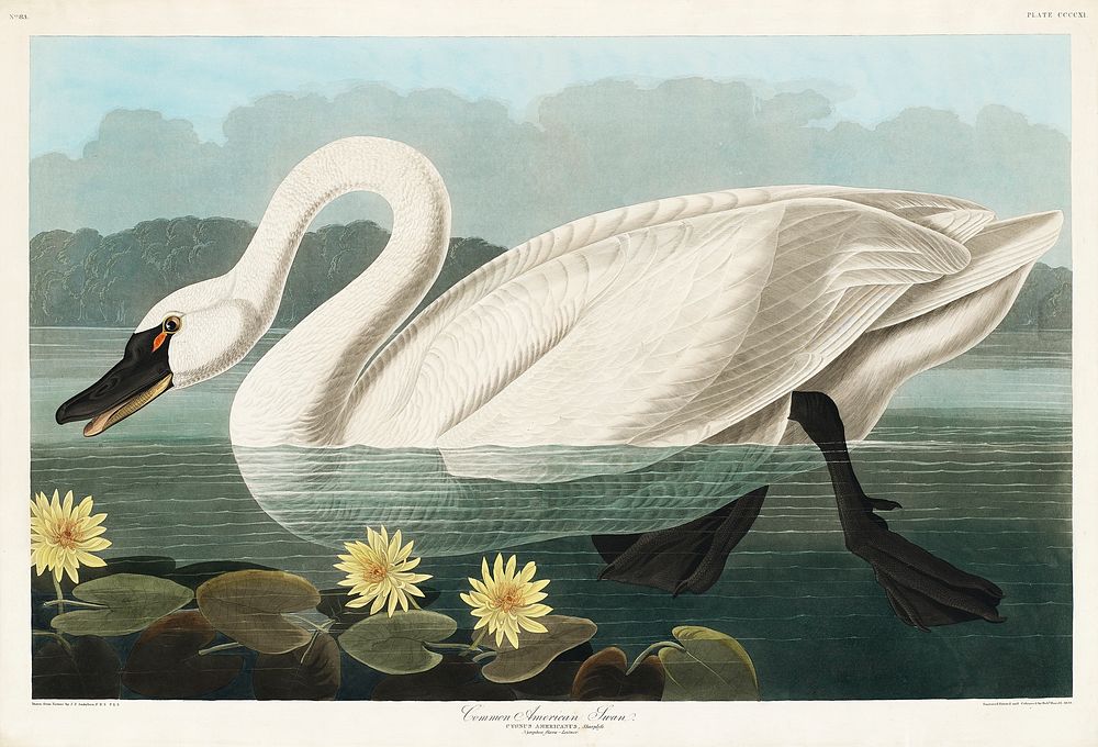 Common American Swan from Birds of America (1827) by John James Audubon (1785 - 1851), etched by Robert Havell (1793 -…