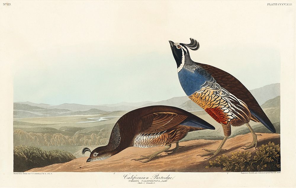 California Partridge from Birds of America (1827) by John James Audubon (1785 - 1851), etched by Robert Havell (1793 -…