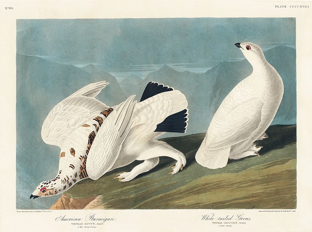 American Ptarmigan and White-tailed Grous from Birds of America (1827) by John James Audubon (1785 - 1851), etched by Robert…