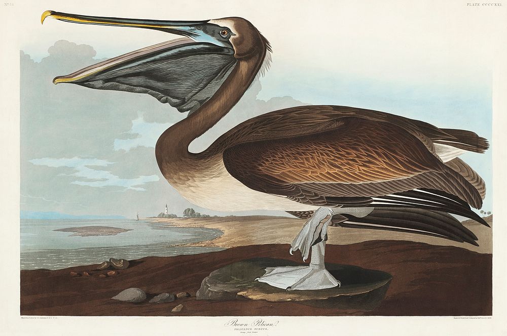 Brown Pelican from Birds of America (1827) by John James Audubon (1785 - 1851), etched by Robert Havell (1793 - 1878).…