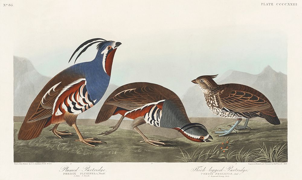 Plumed Partridge and Thick-legged Partridge from Birds of America (1827) by John James Audubon (1785 - 1851 ), etched by…